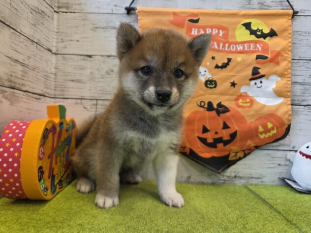 広島県の柴犬(標準サイズ) (アミーゴ五日市店/2026年8月8日生まれ/男の子/赤)の子犬の2枚目の画像