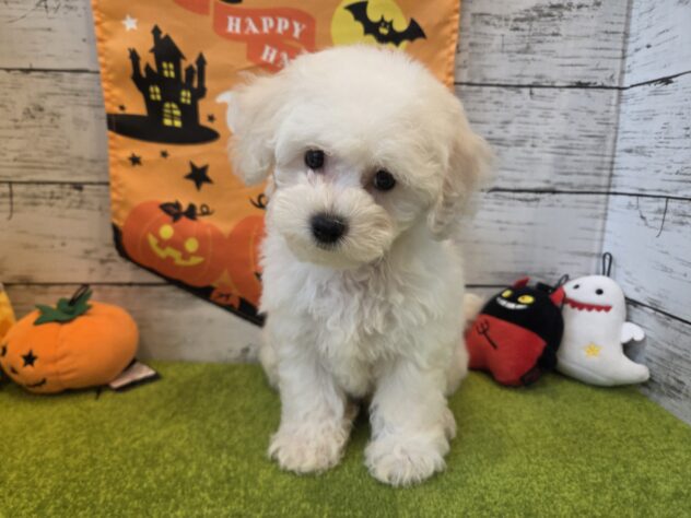 広島県のビションフリーゼ (アミーゴ五日市店/2026年8月25日生まれ/女の子/ホワイト)の子犬の1枚目の画像