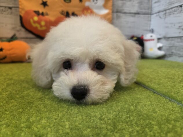 広島県のビションフリーゼ (アミーゴ五日市店/2026年8月25日生まれ/女の子/ホワイト)の子犬の2枚目の画像