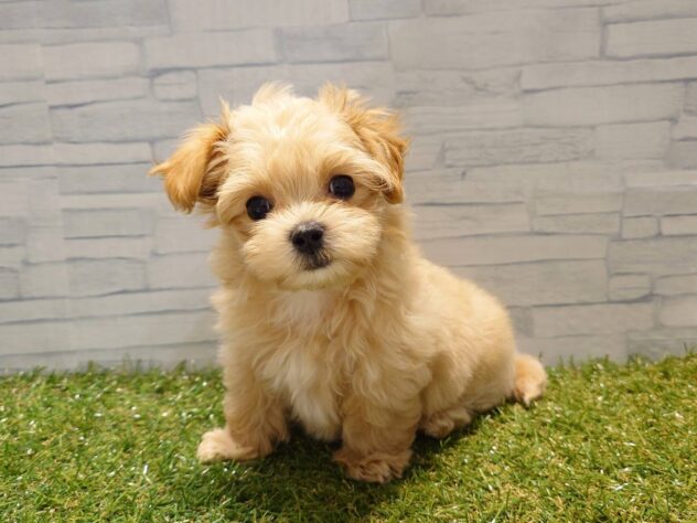 新潟県のハーフ犬・ミックス犬 (アミーゴ新発田店/2026年8月4日生まれ/男の子/アプリコット)の子犬の2枚目の画像