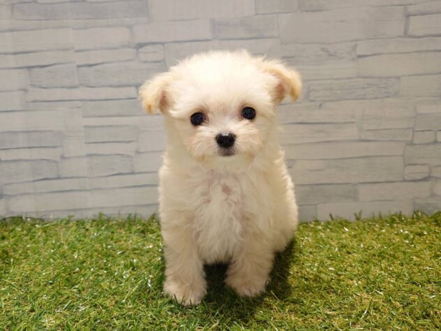 新潟県のハーフ犬・ミックス犬 (アミーゴ新発田店/2026年8月11日生まれ/男の子/クリーム)の子犬の1枚目の画像