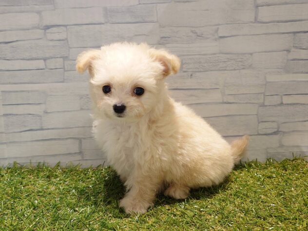 新潟県のハーフ犬・ミックス犬 (アミーゴ新発田店/2026年8月11日生まれ/男の子/クリーム)の子犬の2枚目の画像