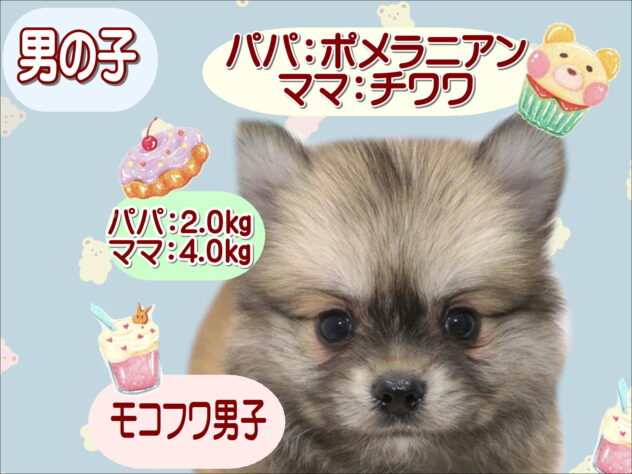 大阪府のハーフ犬・ミックス犬 (アミーゴ鳳店/2026年8月18日生まれ/男の子/フォーン)の子犬の1枚目の画像