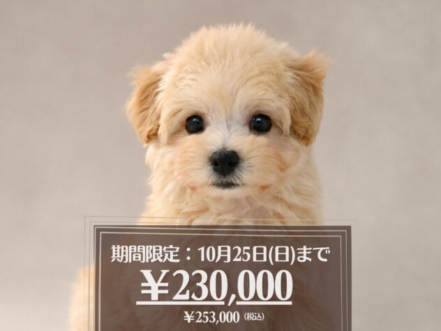 岡山県のハーフ犬・ミックス犬 (アミーゴ大安寺店/2026年8月8日生まれ/女の子/クリーム)の子犬の1枚目の画像