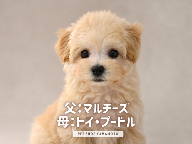 岡山県のハーフ犬・ミックス犬 (アミーゴ大安寺店/2026年8月8日生まれ/女の子/クリーム)の子犬の2枚目の画像