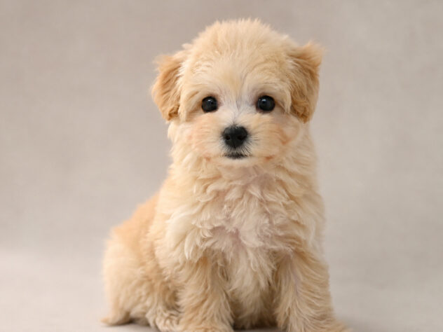 岡山県のハーフ犬・ミックス犬 (アミーゴ大安寺店/2026年8月8日生まれ/女の子/クリーム)の子犬の3枚目の画像