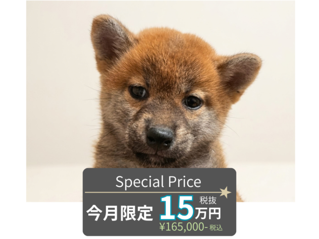 岡山県の柴犬(標準サイズ) (アミーゴ水島店/2026年8月12日生まれ/女の子/赤)の子犬の1枚目の画像