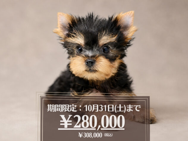 岡山県のヨークシャーテリア (アミーゴ大安寺店/2026年8月2日生まれ/女の子/スチールブルータン)の子犬の1枚目の画像