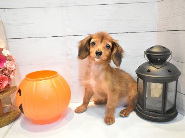 大阪府のハーフ犬・ミックス犬 (ペット・プラザ アミーゴ豊中服部店/2026年7月26日生まれ/男の子/レッド)の子犬の3枚目の画像