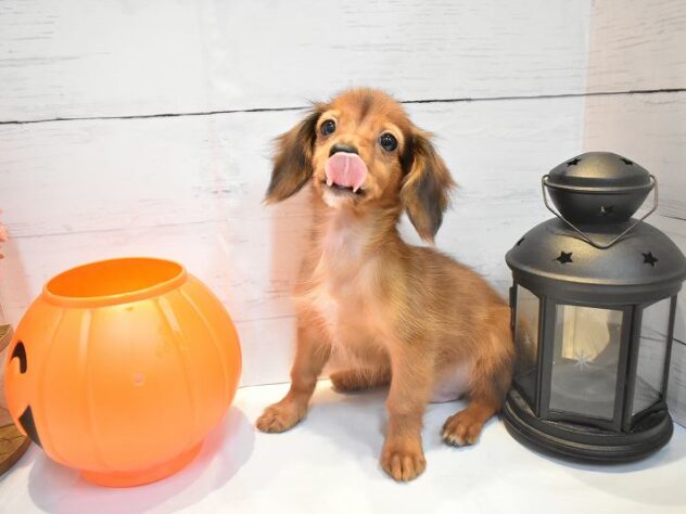 大阪府のハーフ犬・ミックス犬 (ペット・プラザ アミーゴ豊中服部店/2026年7月26日生まれ/男の子/レッド)の子犬の2枚目の画像