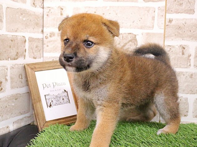 兵庫県の柴犬(標準サイズ) (ペット・プラザ アミーゴ神戸西店/2026年7月30日生まれ/男の子/赤)の子犬の2枚目の画像