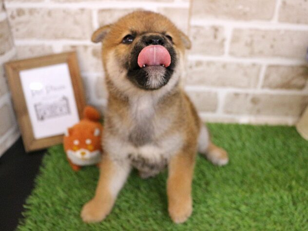 兵庫県の柴犬(標準サイズ) (ペット・プラザ アミーゴ神戸西店/2026年7月30日生まれ/男の子/赤)の子犬の3枚目の画像