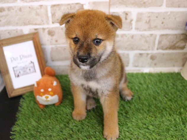 兵庫県の柴犬(標準サイズ) (ペット・プラザ アミーゴ神戸西店/2026年7月30日生まれ/男の子/赤)の子犬の1枚目の画像