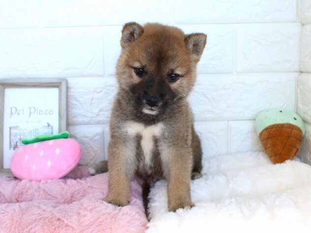 兵庫県の豆柴 (ペット・プラザ アミーゴ神戸灘店/2026年8月5日生まれ/男の子/赤)の子犬の2枚目の画像