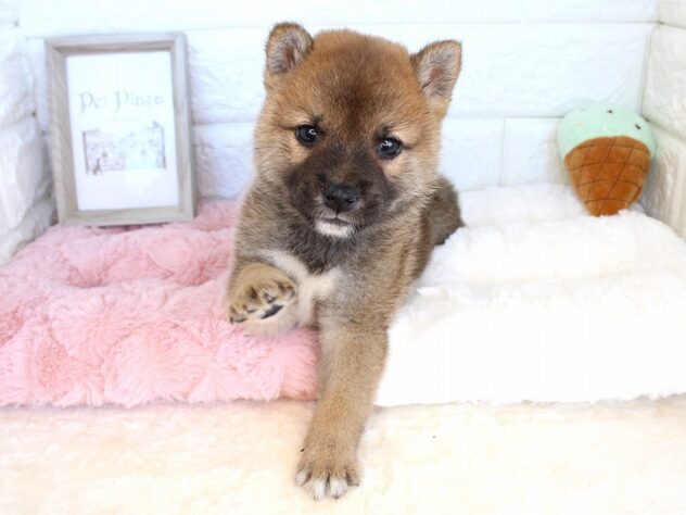 兵庫県の豆柴 (ペット・プラザ アミーゴ神戸灘店/2026年8月5日生まれ/男の子/赤)の子犬の3枚目の画像