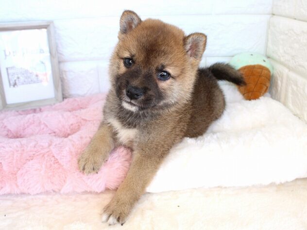 兵庫県の豆柴 (ペット・プラザ アミーゴ神戸灘店/2026年8月5日生まれ/男の子/赤)の子犬の4枚目の画像