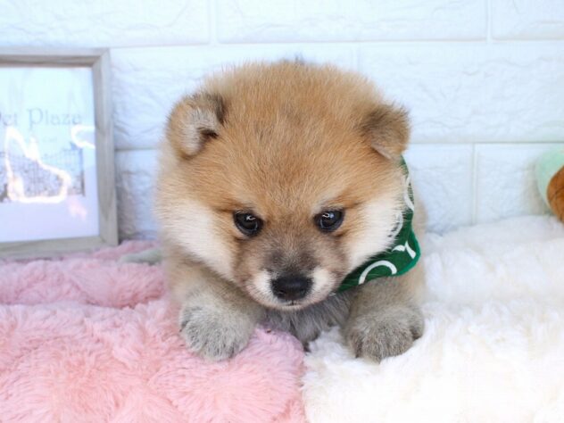 兵庫県のポメ柴/豆ポメ/ポメ豆柴(ポメラニアン×柴犬) (ペット・プラザ アミーゴ神戸灘店/2026年8月6日生まれ/男の子/赤)の子犬の2枚目の画像