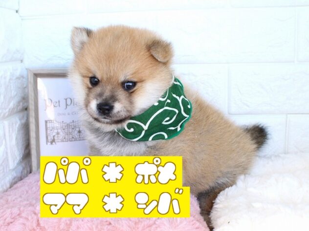 兵庫県のポメ柴/豆ポメ/ポメ豆柴(ポメラニアン×柴犬) (ペット・プラザ アミーゴ神戸灘店/2026年8月6日生まれ/男の子/赤)の子犬の1枚目の画像
