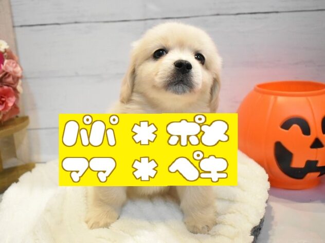 大阪府のハーフ犬・ミックス犬 (ペット・プラザ アミーゴ豊中服部店/2026年8月13日生まれ/男の子/クリーム)の子犬の1枚目の画像