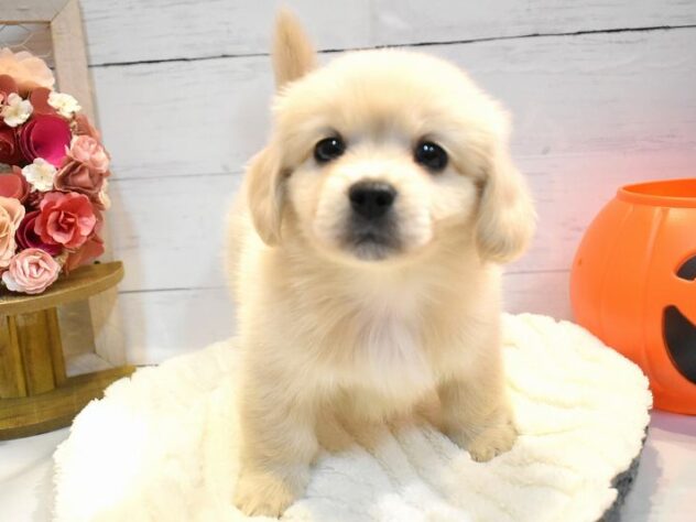大阪府のハーフ犬・ミックス犬 (ペット・プラザ アミーゴ豊中服部店/2026年8月13日生まれ/男の子/クリーム)の子犬の2枚目の画像