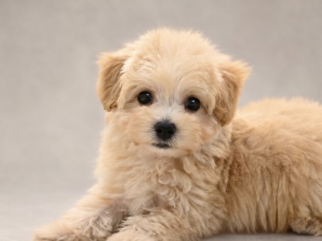 岡山県のハーフ犬・ミックス犬 (アミーゴ大安寺店/2026年8月8日生まれ/女の子/クリーム)の子犬の4枚目の画像