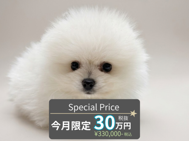 岡山県のポメラニアン (アミーゴ水島店/2026年8月8日生まれ/男の子/ホワイト)の子犬の1枚目の画像