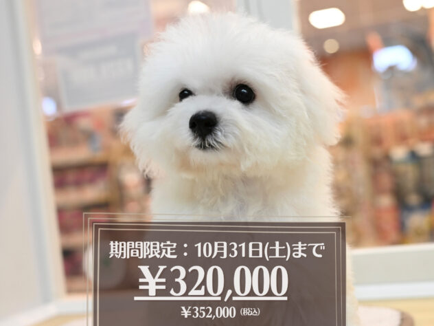 岡山県のビションフリーゼ (アミーゴ大安寺店/2026年7月13日生まれ/女の子/ホワイト)の子犬の1枚目の画像