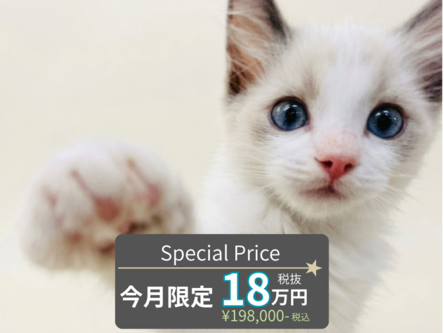岡山県のラグドール (アミーゴ水島店/2026年8月1日生まれ/男の子/シールポイントバイカラー)の子猫の1枚目の画像