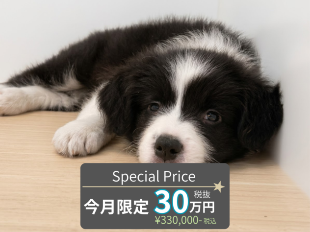 岡山県のボーダーコリー (アミーゴ水島店/2026年8月10日生まれ/女の子/ブラックホワイト)の子犬の1枚目の画像
