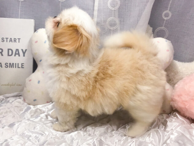 愛知県のハーフ犬・ミックス犬 (アミーゴ知立店/2026年8月27日生まれ/男の子/白茶)の子犬の2枚目の画像