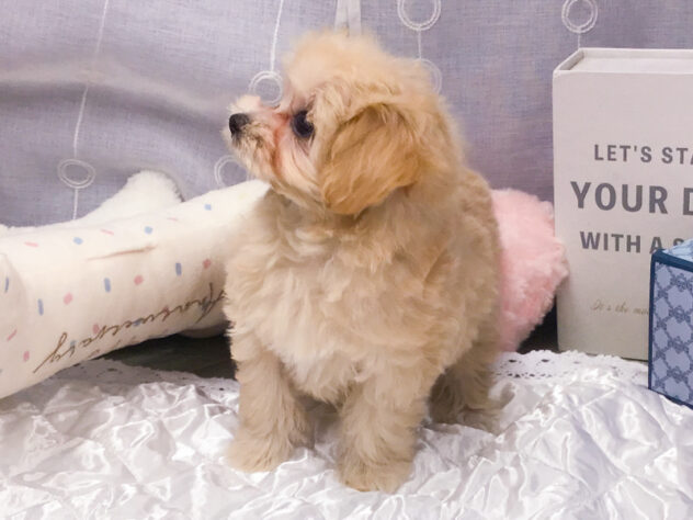 愛知県のハーフ犬・ミックス犬 (アミーゴ知立店/2026年8月18日生まれ/女の子/クリーム)の子犬の3枚目の画像