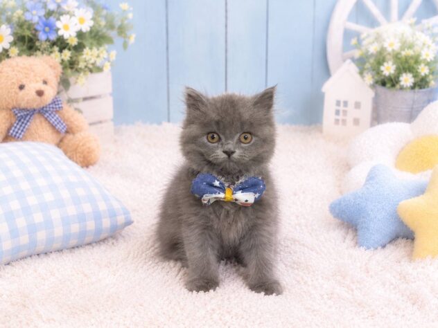 山形県のブリティッシュロングヘアー (アミーゴ酒田店/2026年8月3日生まれ/男の子/ブルー)の子猫の1枚目の画像