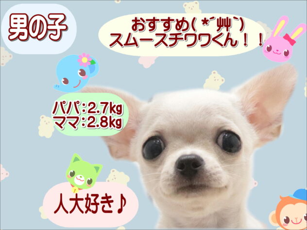 大阪府のチワワ(ロング) (アミーゴ鳳店/2026年7月20日生まれ/男の子/ホワイトクリーム)の子犬の1枚目の画像