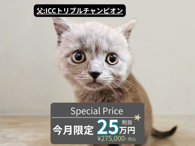 岡山県のブリティッシュショートヘアー (アミーゴ水島店/2026年8月26日生まれ/男の子/ブルー)の子猫の1枚目の画像