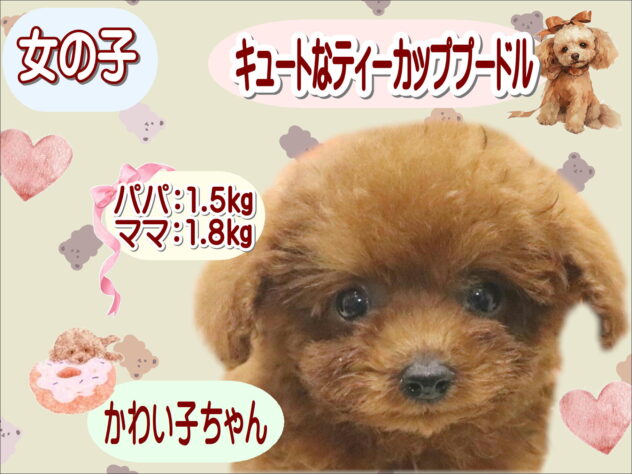 大阪府のトイプードル(トイ) (アミーゴ鳳店/2026年8月23日生まれ/女の子/レッド)の子犬の1枚目の画像