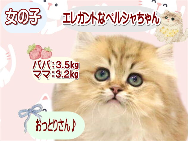 大阪府のペルシャ (アミーゴ鳳店/2026年8月16日生まれ/女の子/チンチラゴールデン)の子猫の1枚目の画像