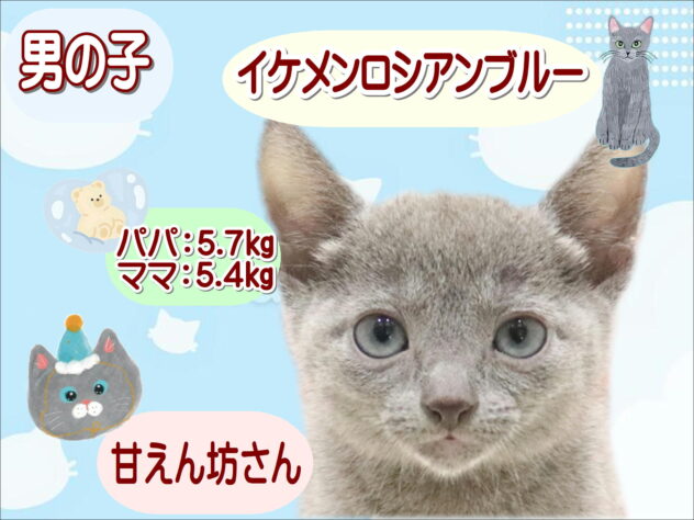大阪府のロシアンブルー (アミーゴ鳳店/2026年8月22日生まれ/男の子/ブルー)の子猫の1枚目の画像
