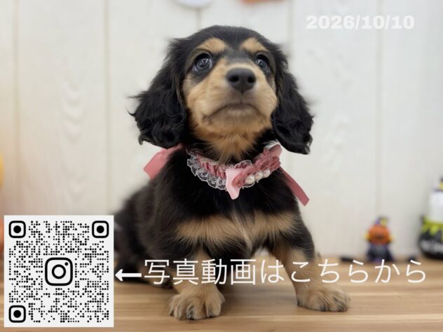 広島県のミニチュアダックスフンド(ロング) (アミーゴ大町店/2026年8月8日生まれ/女の子/ブラックタン)の子犬の3枚目の画像