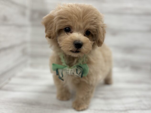 福島県のハーフ犬・ミックス犬 (アミーゴ小名浜店/2026年8月4日生まれ/男の子/クリーム)の子犬