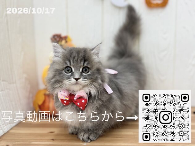 広島県のマンチカン (アミーゴ大町店/2026年8月9日生まれ/女の子/ブルーパッチドタビー)の子猫の3枚目の画像