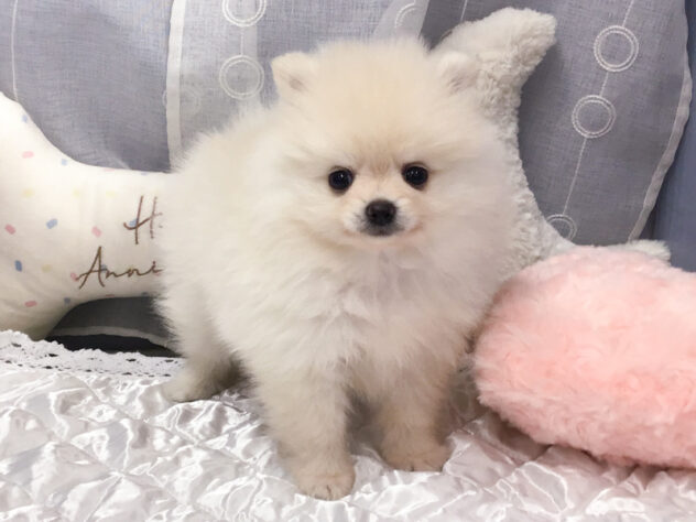 愛知県のポメラニアン (アミーゴ知立店/2026年9月1日生まれ/男の子/クリーム)の子犬の1枚目の画像