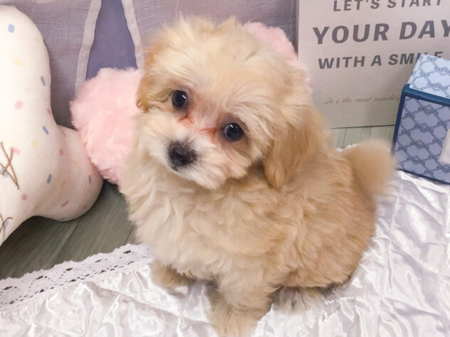 愛知県のハーフ犬・ミックス犬 (アミーゴ知立店/2026年8月18日生まれ/女の子/クリーム)の子犬の2枚目の画像
