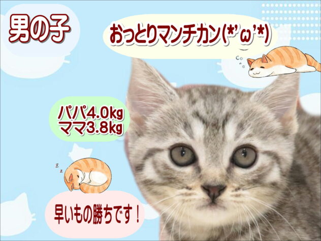大阪府のマンチカン (アミーゴ鳳店/2026年8月14日生まれ/男の子/シルバータビー)の子猫の1枚目の画像
