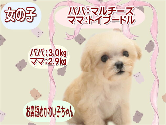 大阪府のハーフ犬・ミックス犬 (アミーゴ鳳店/2026年8月3日生まれ/女の子/クリーム)の子犬の1枚目の画像