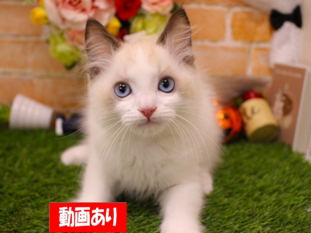 兵庫県のラグドール (ペット・プラザ アミーゴ三田店/2026年7月29日生まれ/男の子/シールポイントバイカラー)の子猫の1枚目の画像