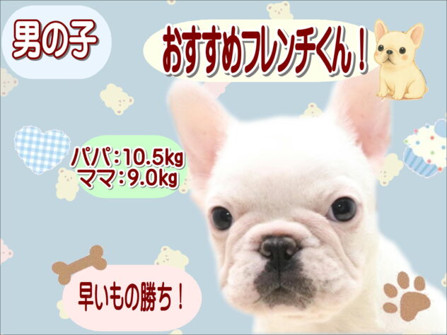 大阪府のフレンチブルドッグ (アミーゴ鳳店/2026年8月25日生まれ/男の子/クリーム)の子犬の1枚目の画像