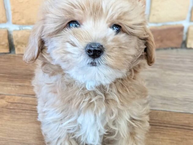 福島県のハーフ犬・ミックス犬 (アミーゴ福島南店/2026年7月20日生まれ/男の子/レッドホワイト)の子犬