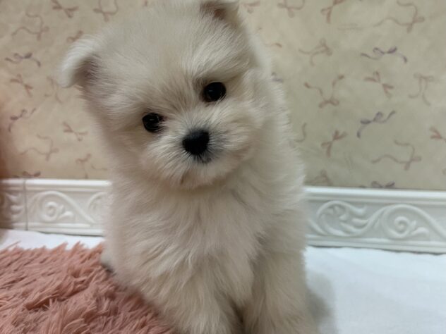 福島県のハーフ犬・ミックス犬 (アミーゴ本宮店/2026年8月17日生まれ/女の子/ホワイト)の子犬