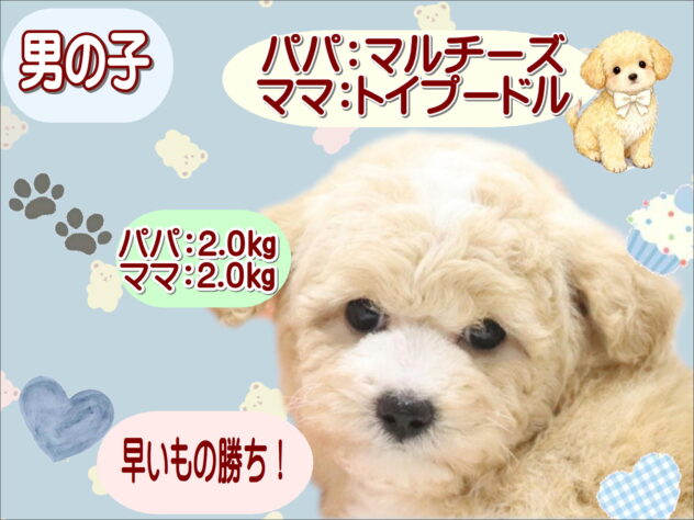 大阪府のハーフ犬・ミックス犬 (アミーゴ鳳店/2026年8月25日生まれ/男の子/クリームホワイト)の子犬の1枚目の画像