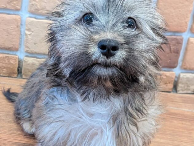 福島県のハーフ犬・ミックス犬 (アミーゴ福島南店/2026年6月20日生まれ/男の子/レッド)の子犬